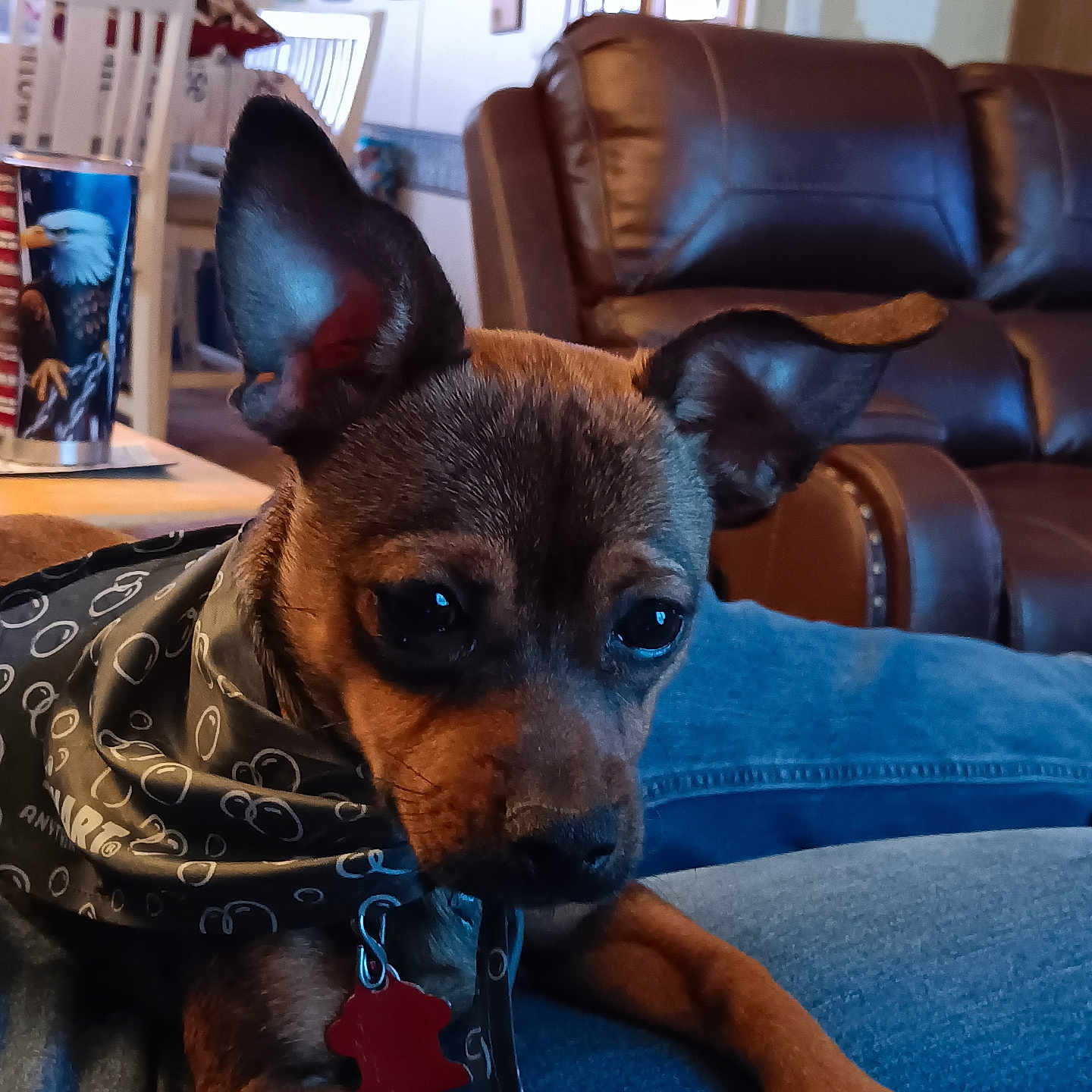 Smokey is registered to the contest to win money with this photo: bandana, brown_dog, close_up, collar, cup, cute, denim, dog, dog_tag, ears, furniture, indoor, leather_chair, living_room, pet, relaxed, resting, small_dog, table, wall_decor