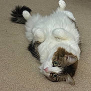 Bella is registered to the contest to win money with this photo: cat, feline, pet, indoor, carpet, fluffy, long_hair, green_eyes, whiskers, paws_up, belly, tail, relaxed, lying_on_back, close_up, portrait, cute, domestic_cat, looking_at_camera, home