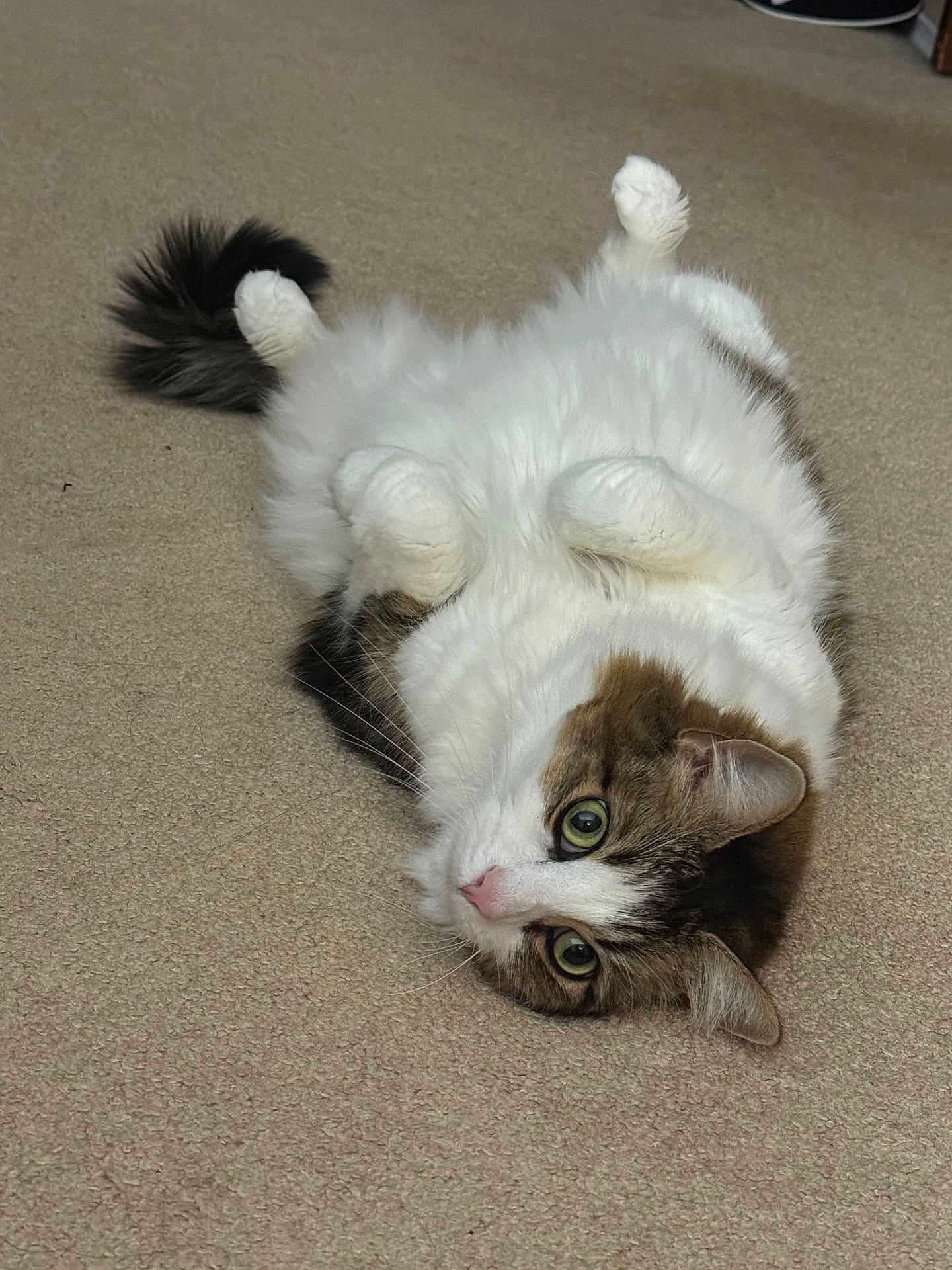 Bella is registered to the contest to win money with this photo: cat, feline, pet, indoor, carpet, fluffy, long_hair, green_eyes, whiskers, paws_up, belly, tail, relaxed, lying_on_back, close_up, portrait, cute, domestic_cat, looking_at_camera, home