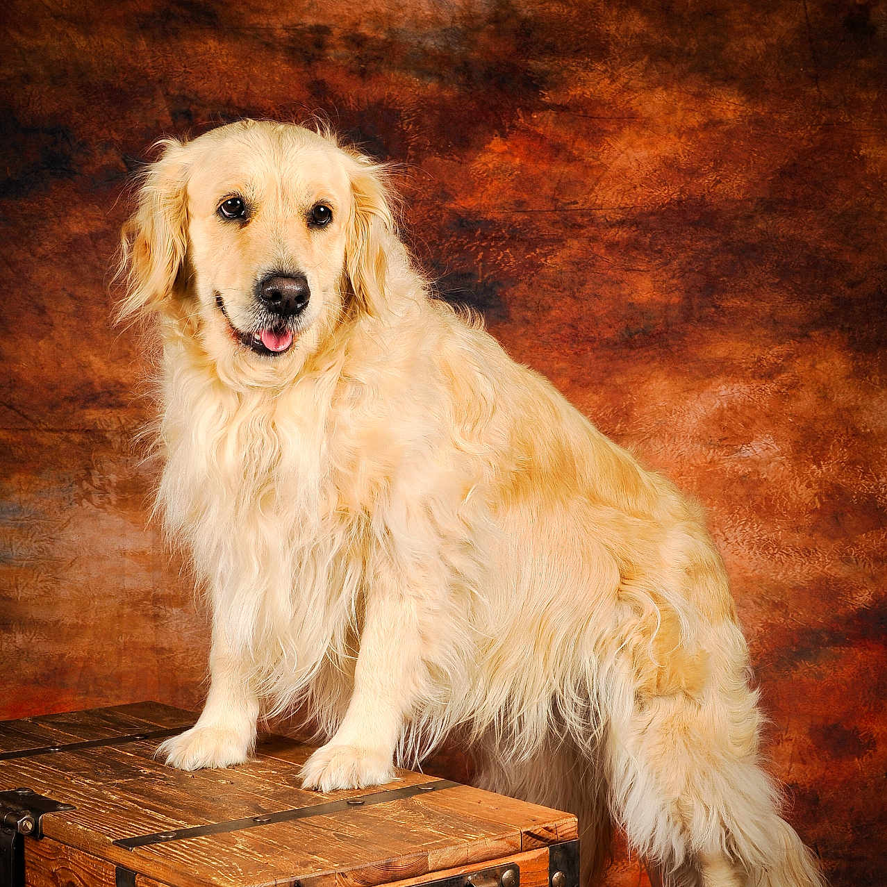 Maya a rejoint le concours — aidez-le/la à gagner de superbes lots ! animal, baggage, box, canine, cockerspaniel, collie, crate, dog, drawer, furniture, goldenretriever, hardwood, hound, labradorretriever, pet, plywood, puppy, terrier, treasure, wood