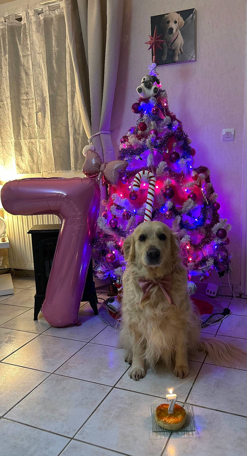 Maya participe au concours pour gagner de l'argent avec cette photo : adult, animal, architecture, building, candle, canine, dog, female, furniture, indoors, lighting, livingroom, person, pet, plant, puppy, purple, room, tree, woman