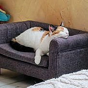 Reine participe au concours pour gagner de l'argent avec cette photo : armrest, beige_wall, calico, cat, couch, cozy, cute, domestic_cat, feline, fluffy_rug, fur, home, indoor, paw, pet_bed, quiet, relaxed, resting, sleeping, whiskers