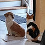 animal, calico_cat, calm, cat, companion, curious, dog, domestic, door, flooring, fluffy_dog, home, indoor, mat, pet, quiet, side_view, stairs, waiting, wooden_floor
