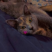 Ruby a rejoint le concours — aidez-le/la à gagner de superbes lots ! cat, bed, blanket, pillow, indoor, animal, pet, feline, resting, cute, heart_sticker, relaxed, yellow_eyes, fur, soft, cozy, colorful, face, lying_down, domestic