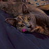 cat, bed, blanket, pillow, indoor, animal, pet, feline, resting, cute, heart_sticker, relaxed, yellow_eyes, fur, soft, cozy, colorful, face, lying_down, domestic