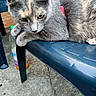 cat, gray_cat, red_collar, plastic_chair, outdoor, concrete_floor, bottle, pet, animal, feline, curious, close_up, sitting, paw, fur, domestic_animal, resting, looking, side_view, daylight