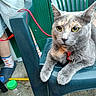 cat, gray_cat, yellow_eyes, plastic_chair, red_collar, person, socks, slippers, plastic_bottle, outdoor, concrete_floor, relaxed, pet, feline, animal, domestic_animal, closeup, sitting, green_chair, background