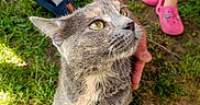 Ruby participe au concours pour gagner de l'argent avec cette photo : cat, gray_cat, yellow_eyes, tattooed_arm, collar, grass, child, pink_shoes, outdoor, daylight, person, pet, animal, leash, hand, legs, nature, summer, playful, curious