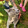cat, gray_cat, yellow_eyes, tattooed_arm, collar, grass, child, pink_shoes, outdoor, daylight, person, pet, animal, leash, hand, legs, nature, summer, playful, curious