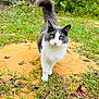 Dinkles is registered to the contest to win money with this photo: animal, cat, closeup, curious, daylight, feline, grass, gray_cat, ground, leaves, mammal, nature, outdoor, pet, portrait, soil, tail_up, walking, white_cat, yellow_eyes