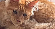 Bumper participe au concours pour gagner de l'argent avec cette photo : cat, ginger_cat, fluffy, longhaired, feline, pet, animal, whiskers, ears, paws, relaxed, lounging, sitting, sunlight, sunbeam, warm_lighting, indoors, cozy, furniture, portrait