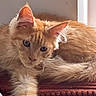 cat, ginger_cat, fluffy, longhaired, feline, pet, animal, whiskers, ears, paws, relaxed, lounging, sitting, sunlight, sunbeam, warm_lighting, indoors, cozy, furniture, portrait