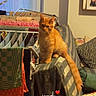 Bumper participe au concours pour gagner de l'argent avec cette photo : cat, orange_cat, fluffy, long_hair, sitting, indoors, chair, blanket, laundry, clothes, drying_rack, cushion, pillow, home, living_room, framed_picture, warm_lighting, portrait, tail, text_overlay