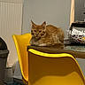 Bumper participe au concours pour gagner de l'argent avec cette photo : cat, ginger_cat, fluffy, longhaired, kitten, animal, pet, sitting, table, dining_room, yellow_chair, indoor, home, radiator, furniture, portrait, looking_at_camera, fur, whiskers, cozy