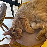 Bumper a rejoint le concours — aidez-le/la à gagner de superbes lots ! cat, ginger_cat, fluffy, feline, pet, animal, portrait, upside_down, reclining, yellow_chair, cushion, paws, whiskers, green_eyes, indoors, furniture, wooden_floor, sunlight, relaxed, cute