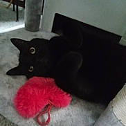 Dingus joined the competition — help win amazing prizes! abyssinian, animal, armchair, blackcat, canine, cat, chair, couch, cushion, den, dog, furniture, homedecor, indoors, kitten, manx, pet, plush, silhouette, toy