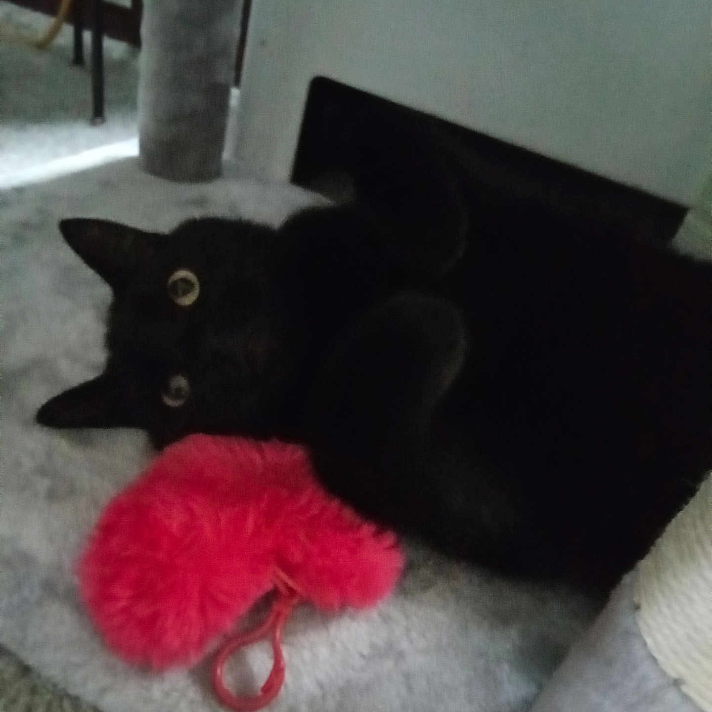 Dingus joined the competition — help win amazing prizes! abyssinian, animal, armchair, blackcat, canine, cat, chair, couch, cushion, den, dog, furniture, homedecor, indoors, kitten, manx, pet, plush, silhouette, toy