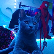 Luna is registered to the contest to win money with this photo: cat, gray_cat, indoor, blue_lighting, string_lights, spiderman_figure, plush_toy, cozy, relaxed, curious, animal, pet, feline, soft_fur, close_up, background, decor, toy, room, casual