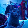 cat, gray_cat, indoor, blue_lighting, string_lights, spiderman_figure, plush_toy, cozy, relaxed, curious, animal, pet, feline, soft_fur, close_up, background, decor, toy, room, casual