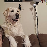 Seven participe au concours pour gagner de l'argent avec cette photo : animal, brown_furniture, companion, couch, cozy, decor, dog, fur, furniture, golden_retriever, home, indoor, lamp, light, living_room, person_partial, pet, portrait, relaxed, wall_art