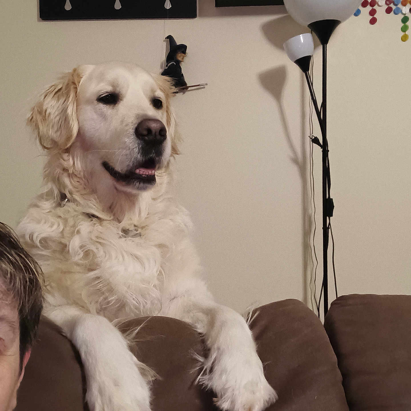 Seven participe au concours pour gagner de l'argent avec cette photo : animal, brown_furniture, companion, couch, cozy, decor, dog, fur, furniture, golden_retriever, home, indoor, lamp, light, living_room, person_partial, pet, portrait, relaxed, wall_art