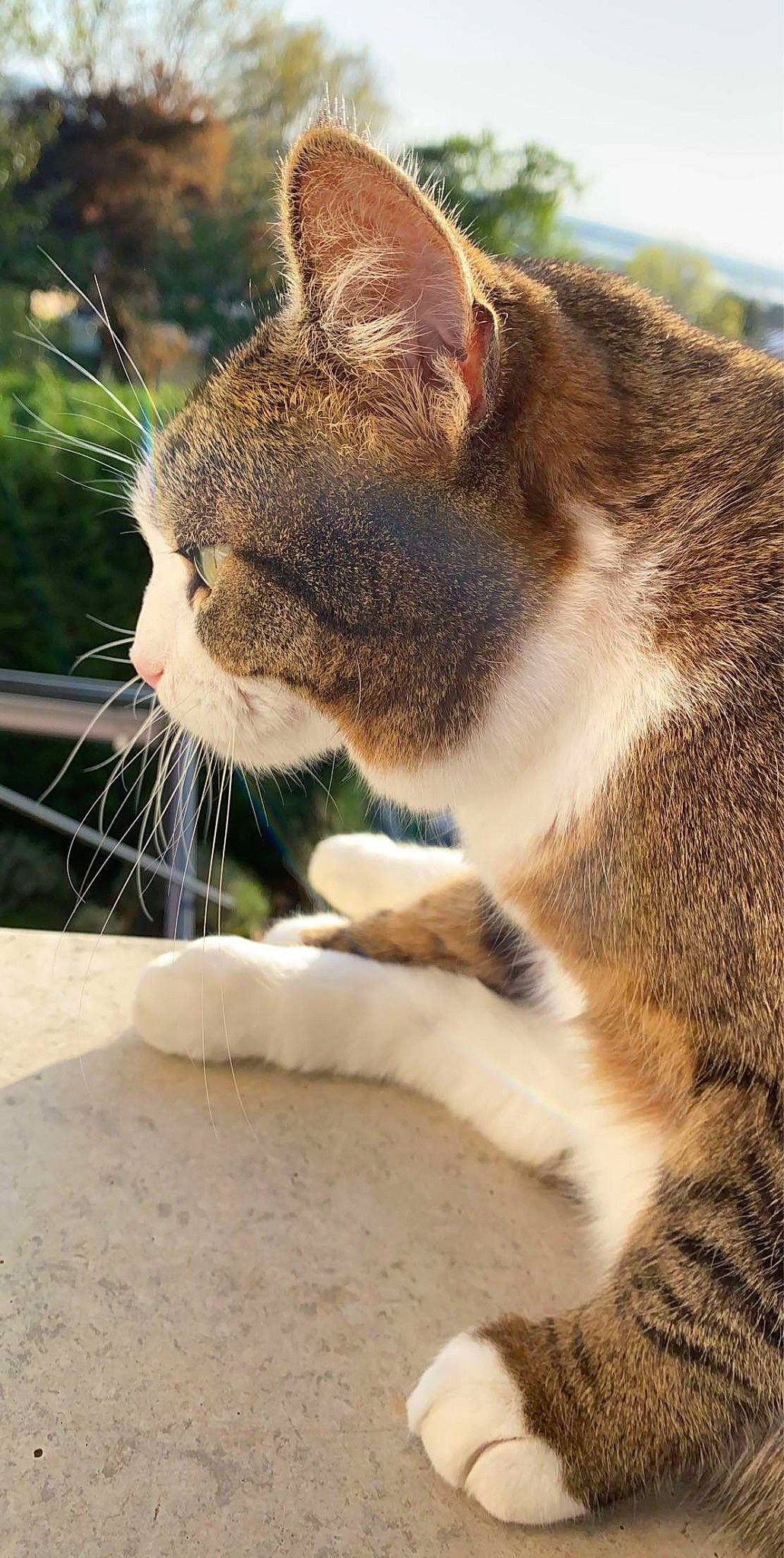 Chanelle a rejoint le concours — aidez-le/la à gagner de superbes lots ! aegean_cat, american_wirehair, carnivore, cat, domestic_short_haired_cat, european_shorthair, fawn, felidae, fur, grass, kitten, mammal, paw, plant, polydactyl_cat, small_to_medium_sized_cats, snout, tabby_cat, tree, whiskers