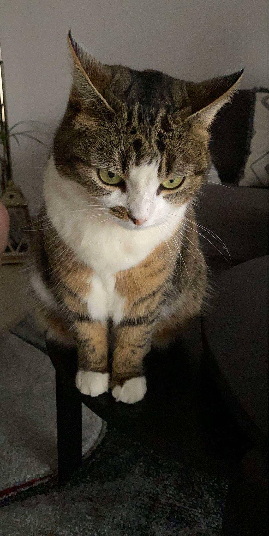 Chanelle participe au concours pour gagner de l'argent avec cette photo : aegean_cat, american_wirehair, asian, carnivore, cat, domestic_short_haired_cat, dragon_li, european_shorthair, felidae, mammal, polydactyl_cat, small_to_medium_sized_cats, tabby_cat, whiskers