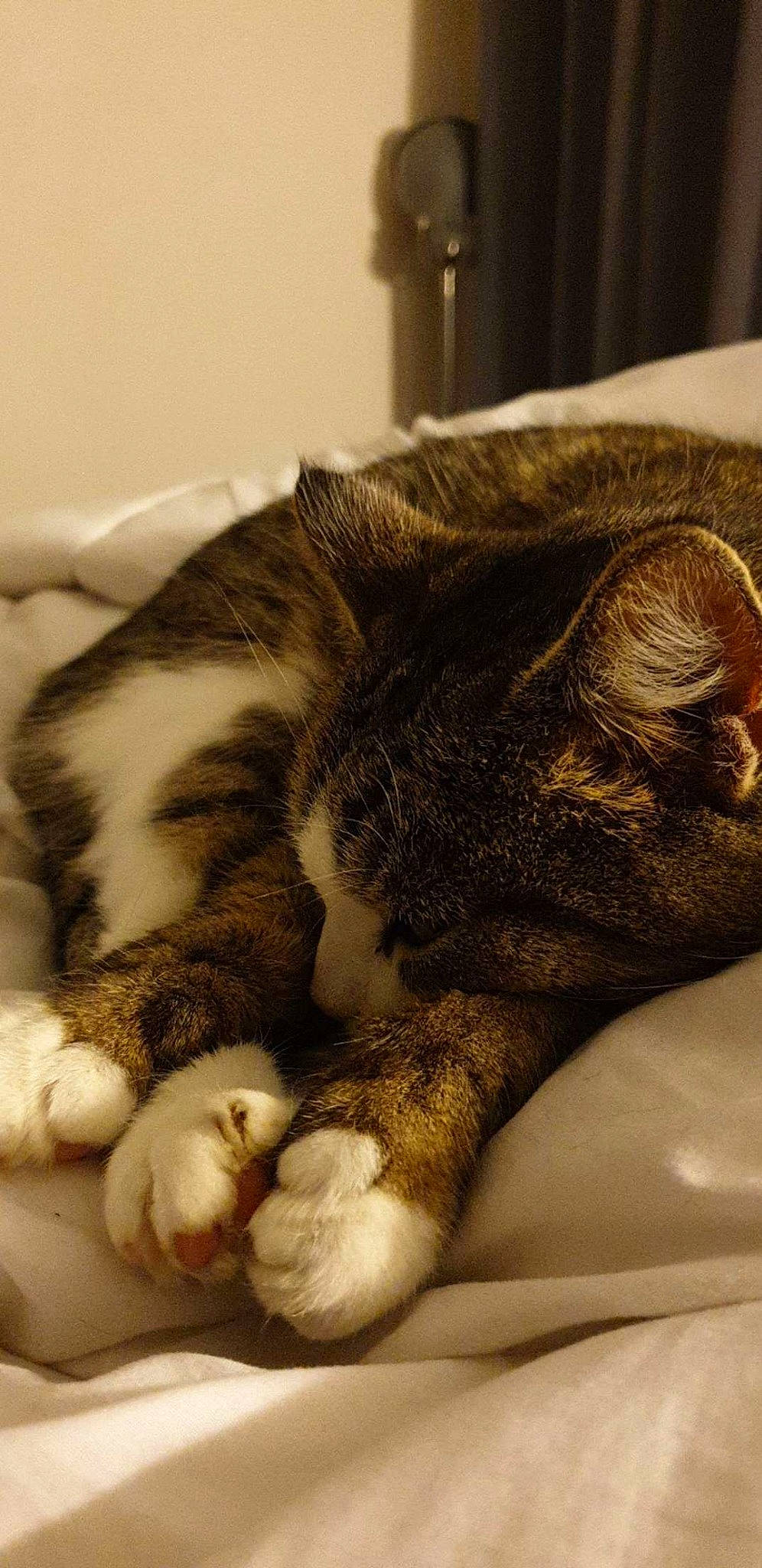 Chanelle participe au concours pour gagner de l'argent avec cette photo : american_shorthair, asian, carnivore, cat, claw, domestic_short_haired_cat, ear, european_shorthair, felidae, fur, nap, paw, sleep, small_to_medium_sized_cats, snout, whiskers