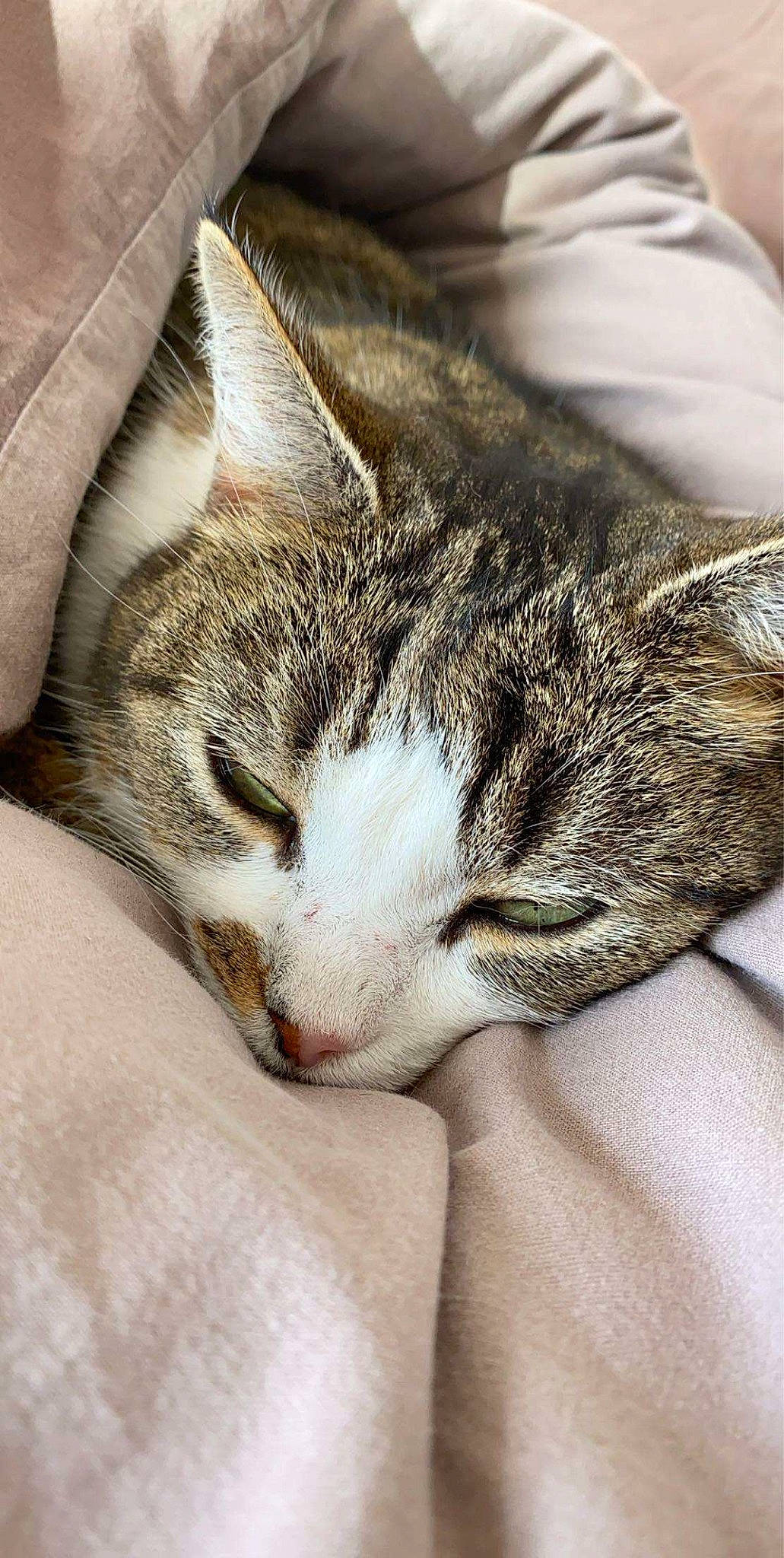 Chanelle participe au concours pour gagner de l'argent avec cette photo : aegean_cat, american_shorthair, american_wirehair, asian, carnivore, cat, domestic_short_haired_cat, dragon_li, ear, european_shorthair, felidae, fur, kitten, nap, singapura, sleep, small_to_medium_sized_cats, snout, tabby_cat, whiskers