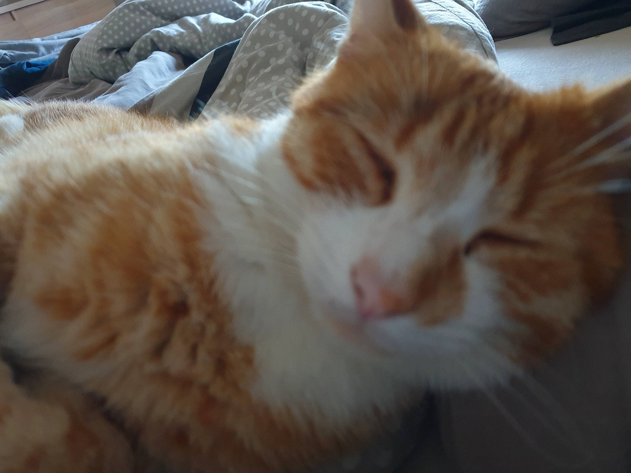 Nougat a rejoint le concours — aidez-le/la à gagner de superbes lots ! aegean_cat, carnivore, cat, cymric, domestic_long_haired_cat, domestic_short_haired_cat, ear, european_shorthair, eye, felidae, fur, mammal, nap, nose, polydactyl_cat, small_to_medium_sized_cats, snout, tabby_cat, turkish_van, whiskers