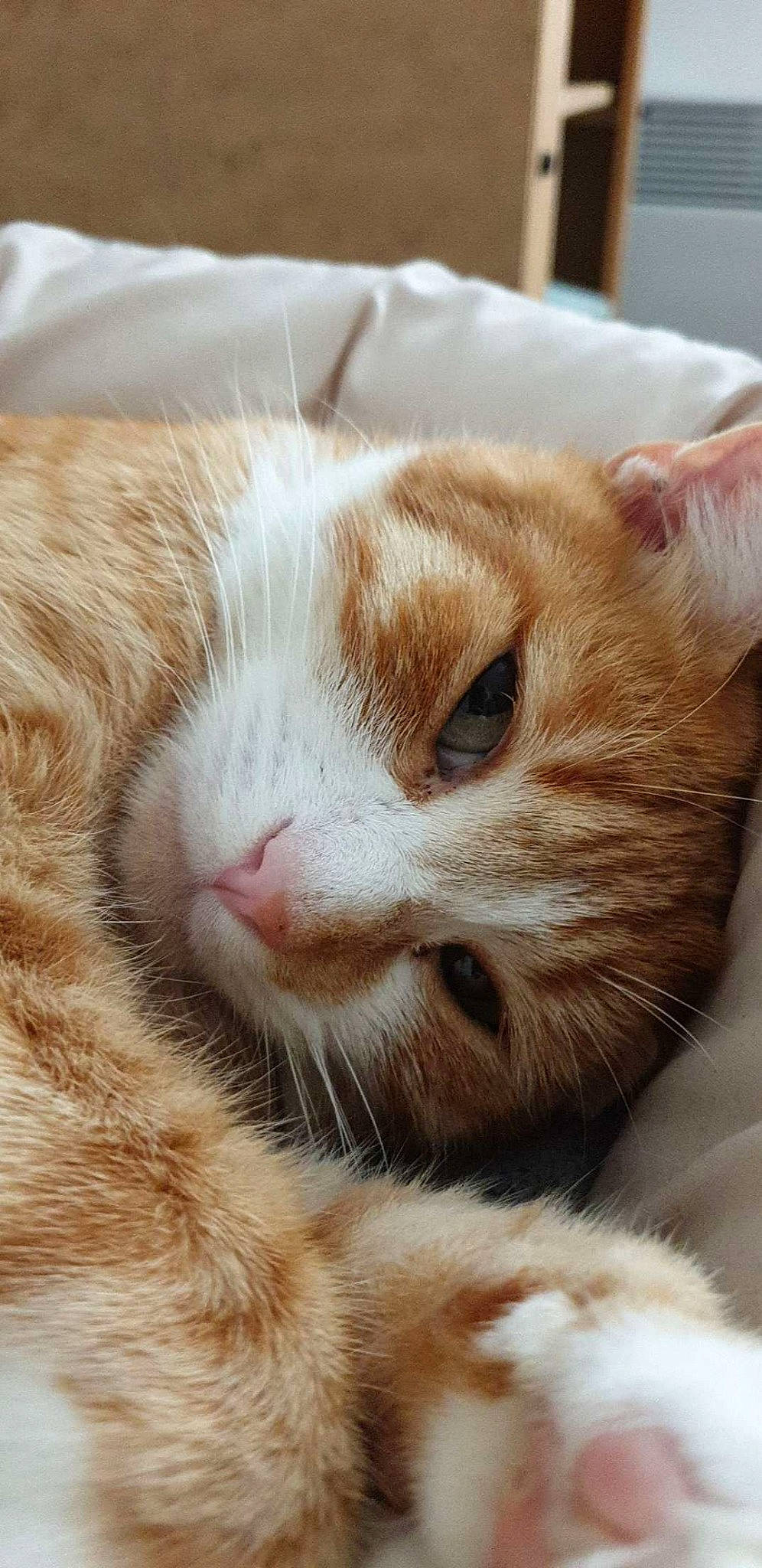 Nougat participe au concours pour gagner de l'argent avec cette photo : aegean_cat, arabian_mau, asian, carnivore, cat, close_up, ear, european_shorthair, fawn, felidae, fur, kitten, nap, nose, small_to_medium_sized_cats, snout, tabby_cat, whiskers