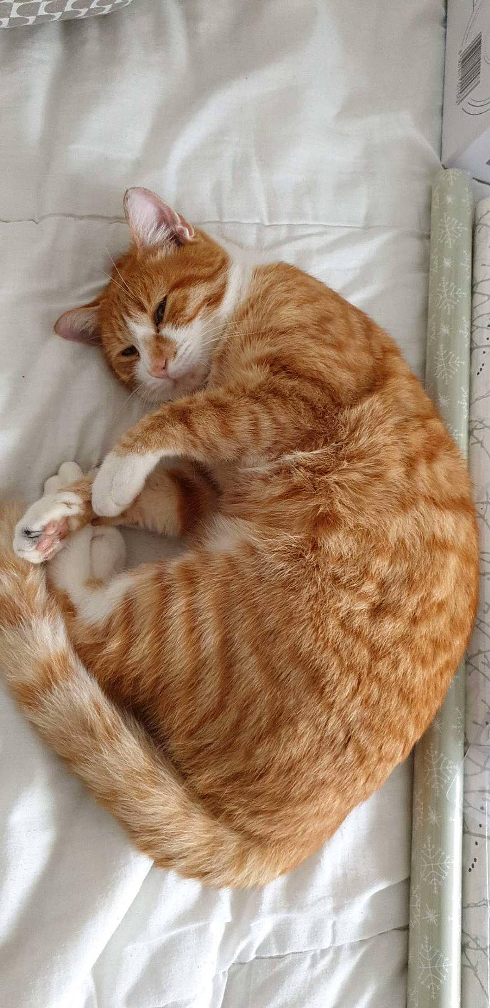 Nougat a rejoint le concours — aidez-le/la à gagner de superbes lots ! aegean_cat, american_wirehair, arabian_mau, asian, australian_mist, carnivore, cat, domestic_short_haired_cat, dragon_li, european_shorthair, fawn, felidae, fur, german_rex, kitten, mammal, small_to_medium_sized_cats, tabby_cat, tail, whiskers