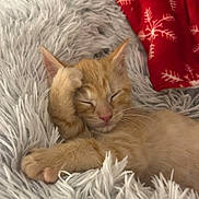 Jack is registered to the contest to win money with this photo: bed, blanket, cat, closed_eyes, cozy, cute, fluffy_blanket, fur, indoor, kitten, orange_cat, paw, pet, plush, portrait, red_blanket, resting, sleeping, snowflake_pattern, whiskers