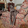 cat, gray_cat, armchair, patterned_fabric, living_room, furniture, fireplace, lamp, cabinet, cozy, relaxed, indoor, pet, curious, legs, home_decor, carpet, table, vintage, domestic