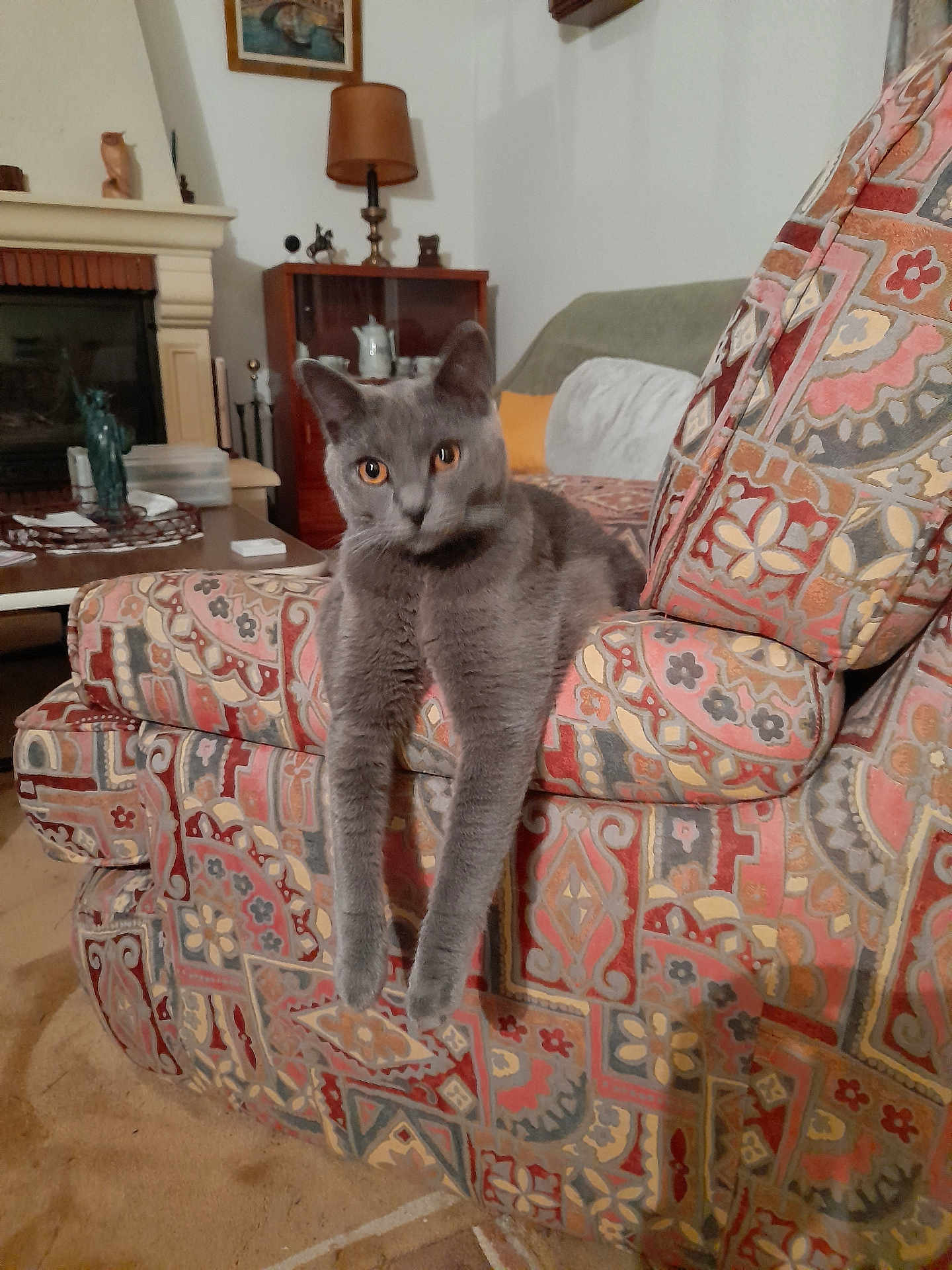 Socrates participe au concours pour gagner de l'argent avec cette photo : cat, gray_cat, armchair, patterned_fabric, living_room, furniture, fireplace, lamp, cabinet, cozy, relaxed, indoor, pet, curious, legs, home_decor, carpet, table, vintage, domestic