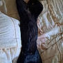 black_cat, cat, pet, sleeping, bed, blanket, resting, animal, feline, cozy, indoor, fur, whiskers, relaxation, stretching, cute, domestic_animal, quiet, soft, comfort