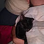 person, cat, black_cat, sleeping, blanket, bedroom, pillow, nighttime, cozy, indoor, resting, holding, snuggling, dark, human, face, arm, comfort, pet, quiet