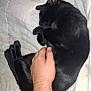 black_cat, cat, sleeping_cat, pet, animal, hand, human_hand, blanket, bed, resting, cozy, fur, domestic_animal, relaxation, indoor, cute, feline, comfort, touch, sleep