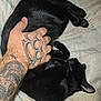 black_cat, cat, tattooed_hand, hand, petting, sleeping_cat, blanket, cozy, resting, feline, animal, indoor, close_up, fur, paw, relaxation, domestic_animal, comfort, human_interaction, skin