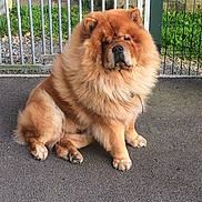 Grizzly participe au concours pour gagner de l'argent avec cette photo : animal, brown, calm, canine, chow_chow, companion, cute, dog, domestic_animal, fence, fluffy, fur, grass, guard_dog, nature, outdoor, pavement, pet, portrait, sitting