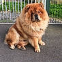animal, brown, calm, canine, chow_chow, companion, cute, dog, domestic_animal, fence, fluffy, fur, grass, guard_dog, nature, outdoor, pavement, pet, portrait, sitting