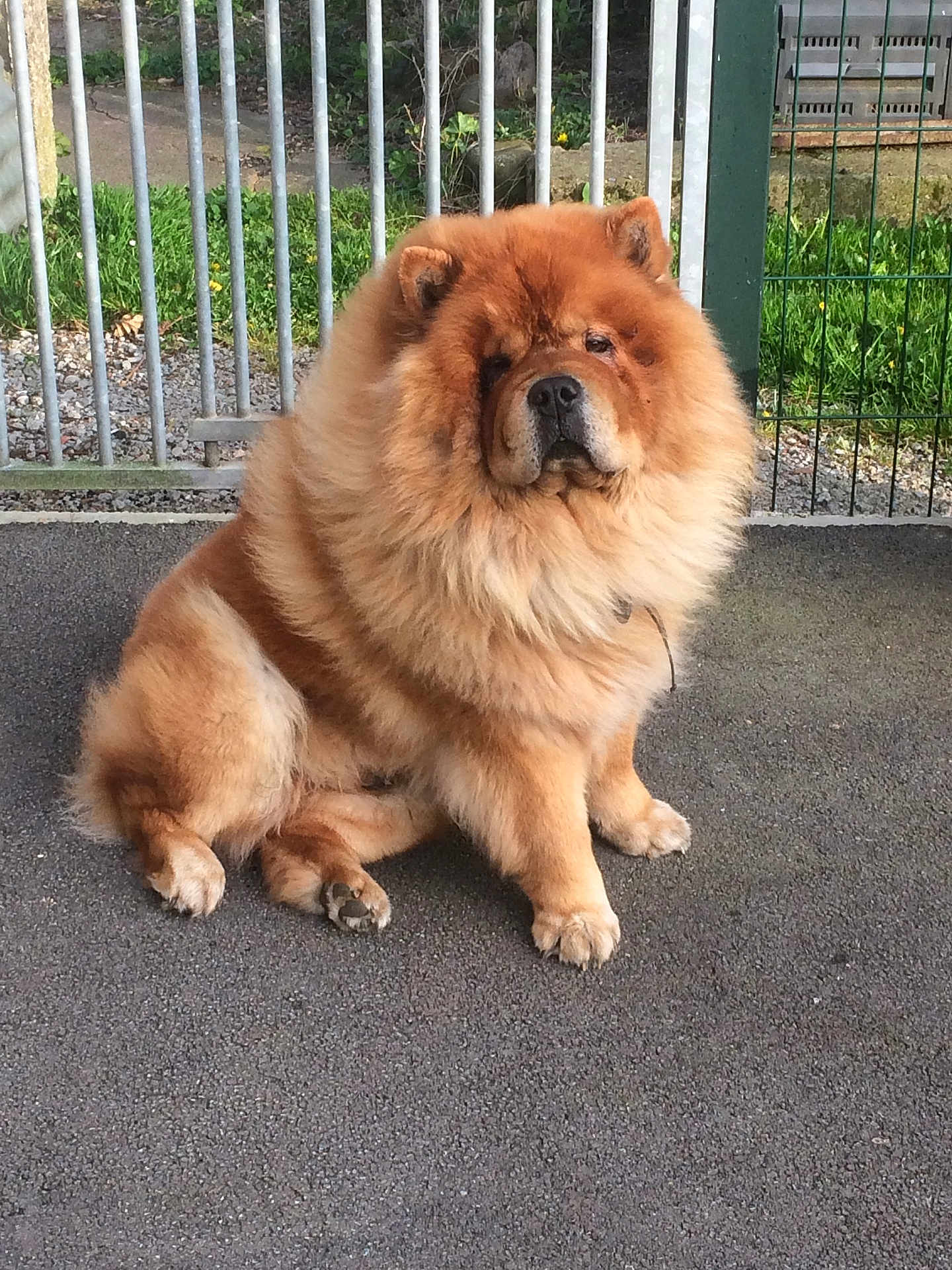 Grizzly