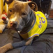 Papas is registered to the contest to win money with this photo: dog, pet, jersey, yellow_clothing, toy, indoor, bed, blanket, relaxed, animal, cute, canine, comfort, fur, face, ears, snout, paw, resting, home