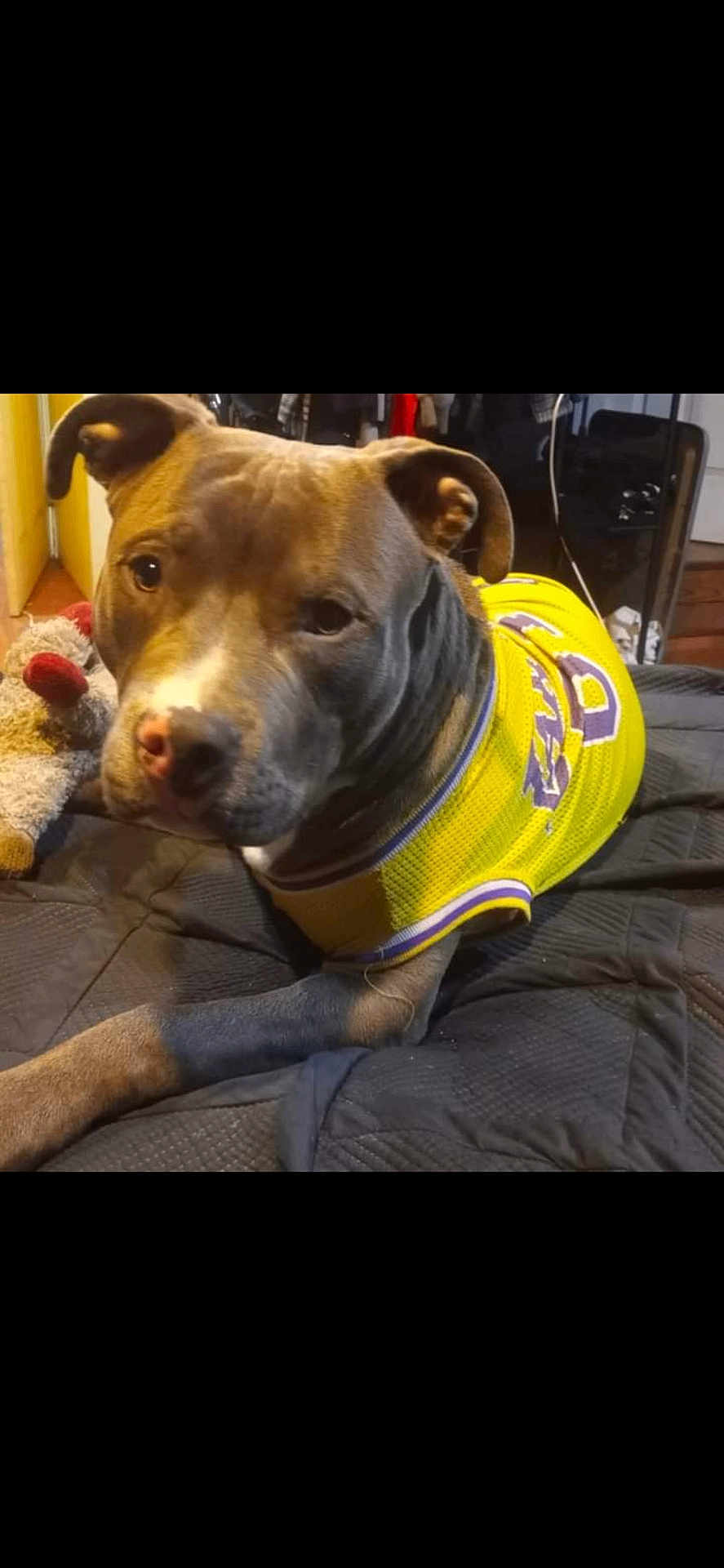Papas is registered to the contest to win money with this photo: dog, pet, jersey, yellow_clothing, toy, indoor, bed, blanket, relaxed, animal, cute, canine, comfort, fur, face, ears, snout, paw, resting, home