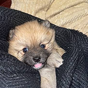 Twix a rejoint le concours — aidez-le/la à gagner de superbes lots ! affenpinscher, animal, blanket, canine, cockerspaniel, couch, dog, eskimodog, face, furniture, head, papillon, person, pet, photography, portrait, puppy, quilt, sleeping, terrier