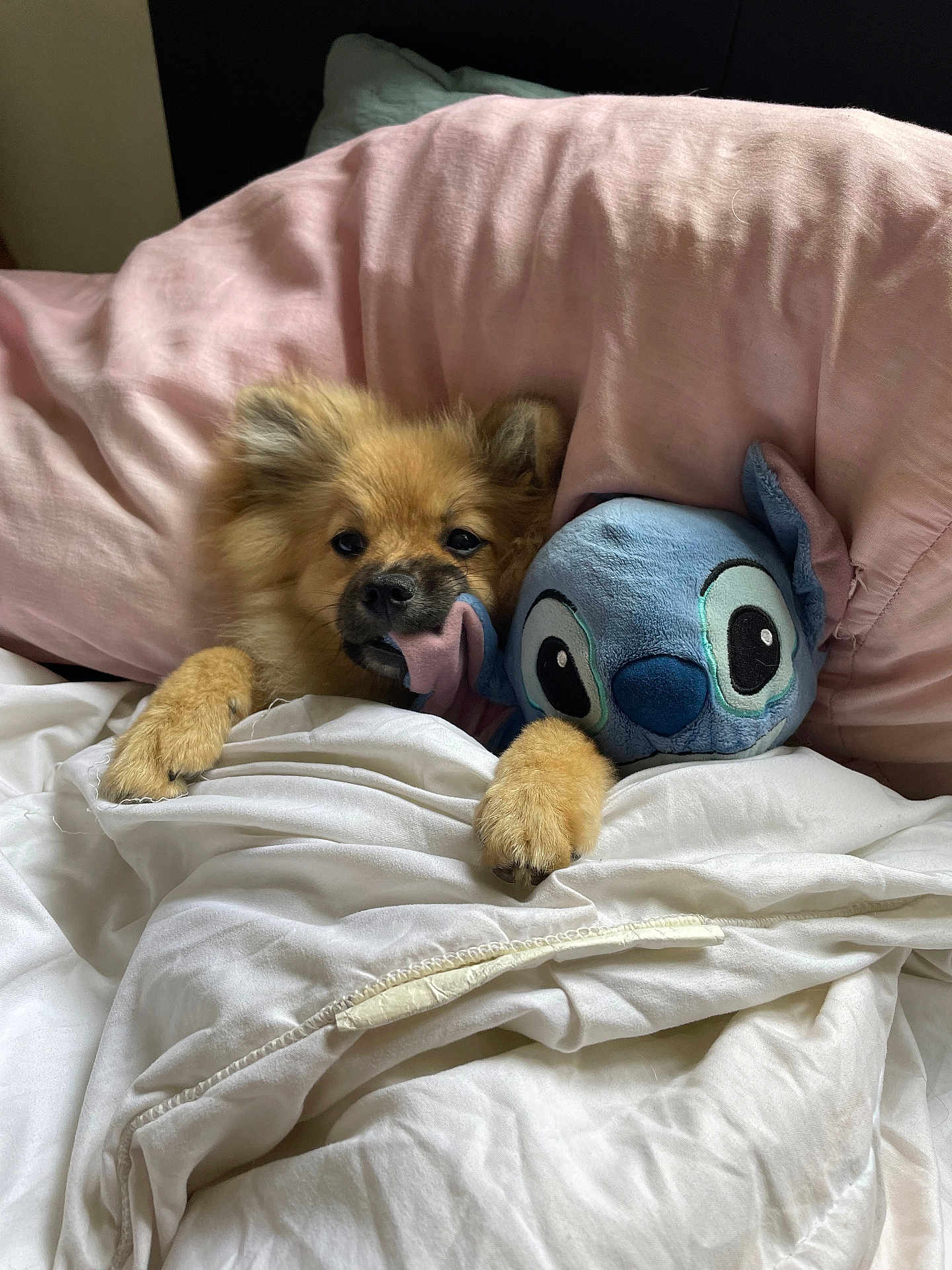 Twix a rejoint le concours — aidez-le/la à gagner de superbes lots ! animal, ball, bed, bedroom, blanket, canine, couch, cushion, dog, football, furniture, homedecor, indoors, pet, pillow, puppy, room, soccer, soccerball, sphere