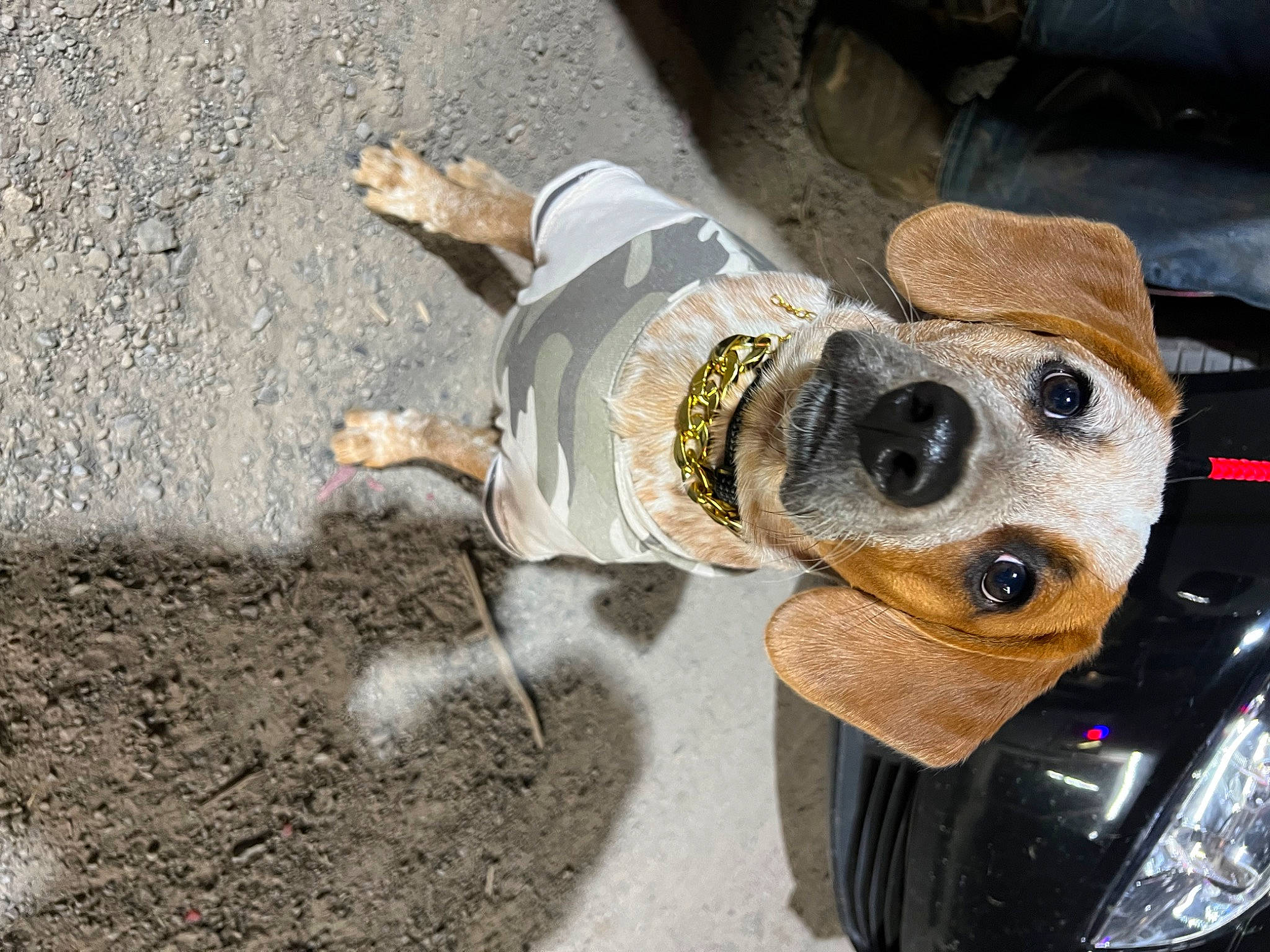 Slate is registered to the contest to win money with this photo: automotive_lighting, automotive_tire, canidae, carnivore, collar, companion_dog, dog, dog_breed, dog_collar, eyewear, fashion_accessory, fawn, goggles, headlamp, leash, personal_protective_equipment, snout, soil, sporting_group, working_animal