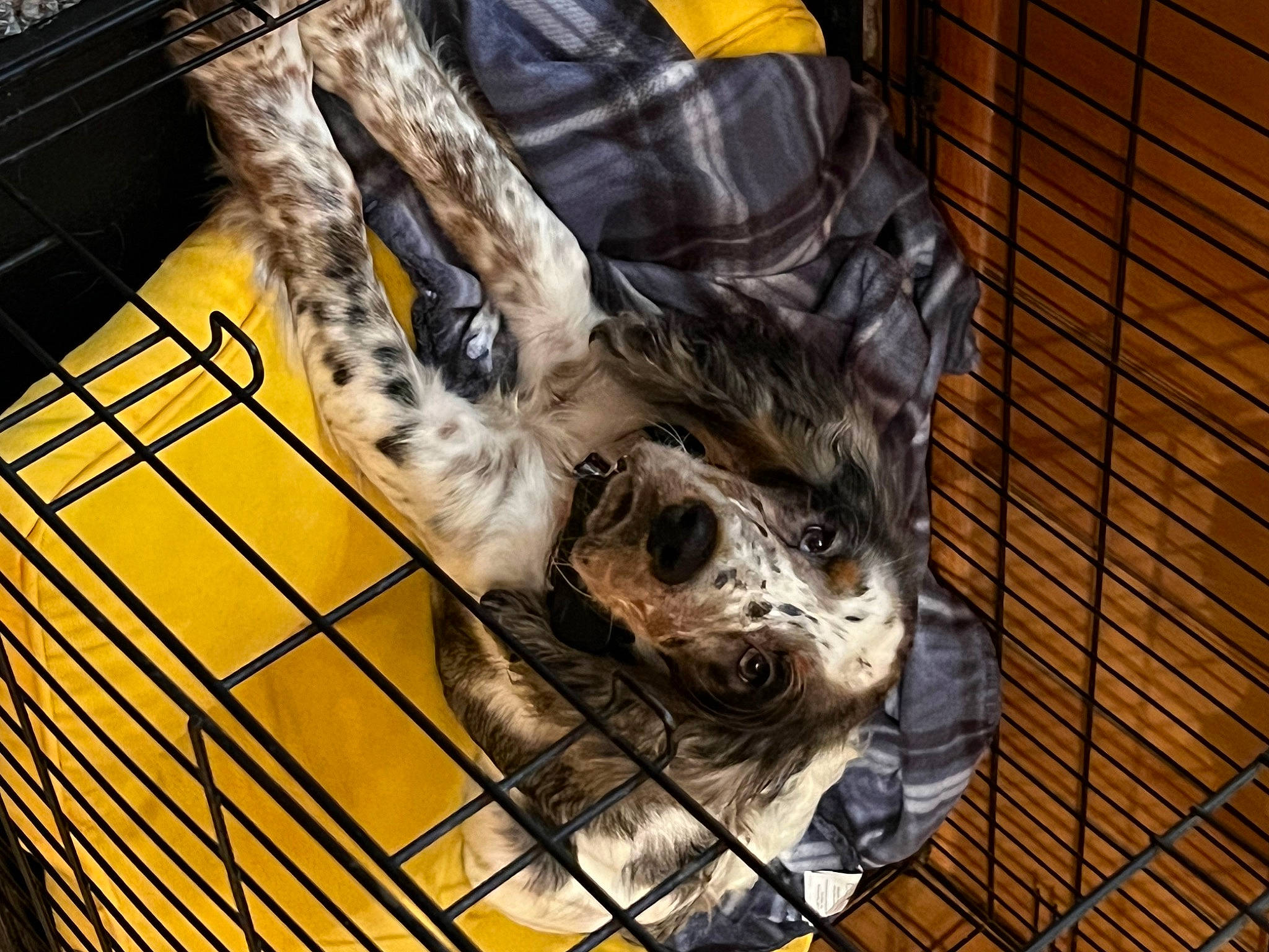 Slate joined the competition — help win amazing prizes! animal_shelter, cage, canidae, carnivore, companion_dog, dog_breed, domestic_short_haired_cat, fawn, felidae, fur, mesh, pet_supply, service, small_to_medium_sized_cats, snout, sporting_group, tail, terrestrial_animal, whiskers, wood