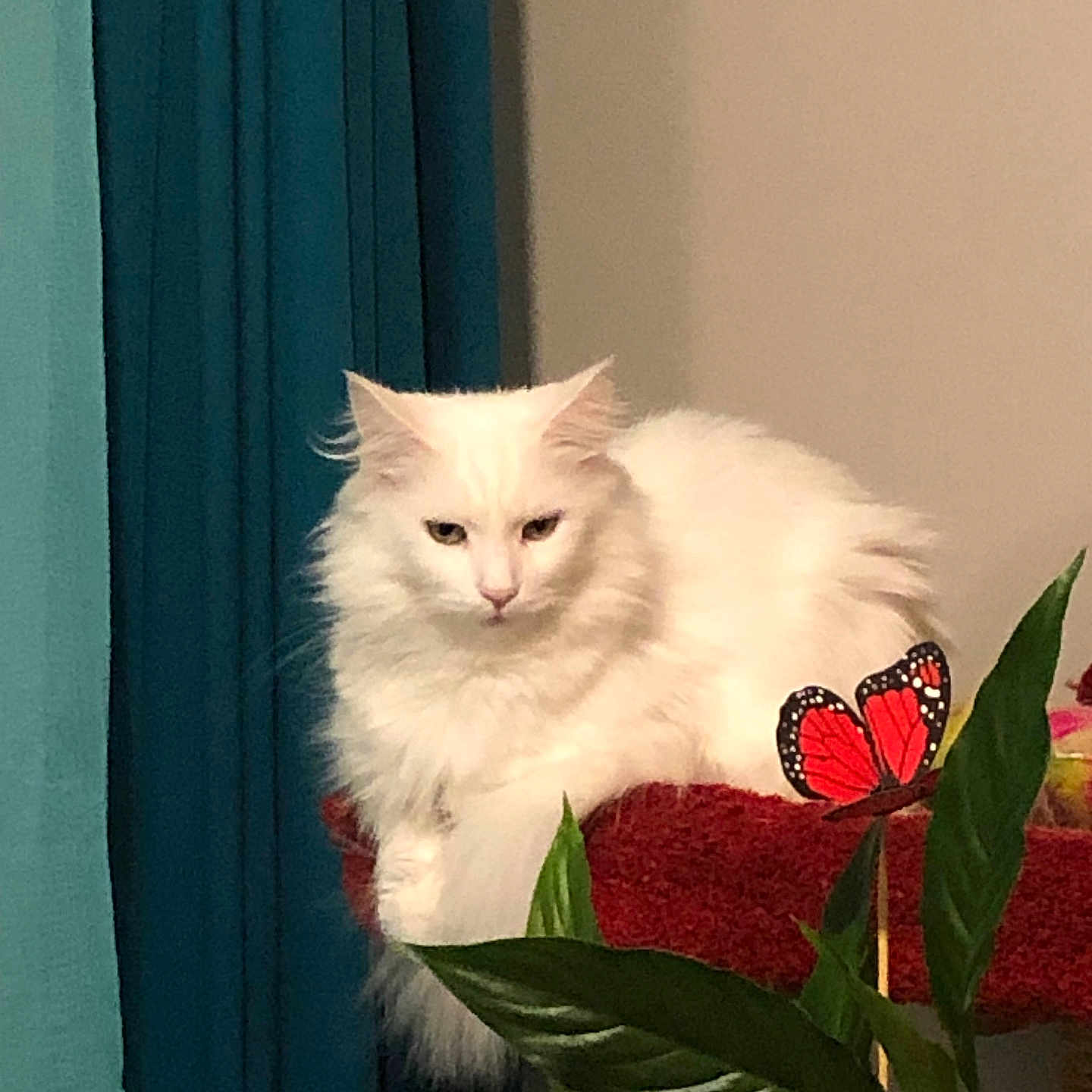 Neige a rejoint le concours — aidez-le/la à gagner de superbes lots ! animal, butterfly_decoration, calm, cat, closeup, cozy, curtain, decor, domestic, feline, fluffy, green_leaves, home, indoor, pet, plant, red_perch, relaxed, still_life, white_cat