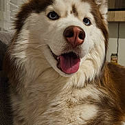 Ohana a rejoint le concours — aidez-le/la à gagner de superbes lots ! animal, blue_eyes, canine, close_up, companion, cute, dog, domestic, fluffy, friendly, fur, happy, household, indoor, mammal, pet, portrait, siberian_husky, smiling, tongue_out